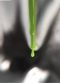 Color Gel 138 “Grassie”